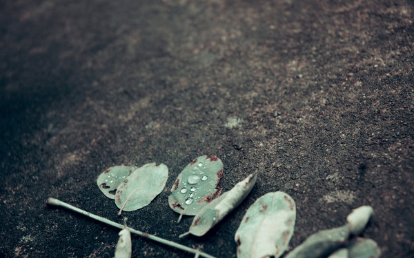 Dew,Leaf,Grass,Lake,Forest,Moss,Pine needles,Lavender,Flower,Daisy