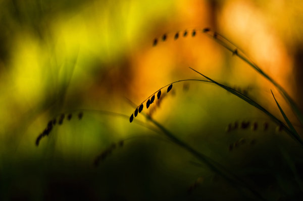 Dew,Leaf,Grass,Lake,Forest,Moss,Pine needles,Lavender,Flower,Daisy