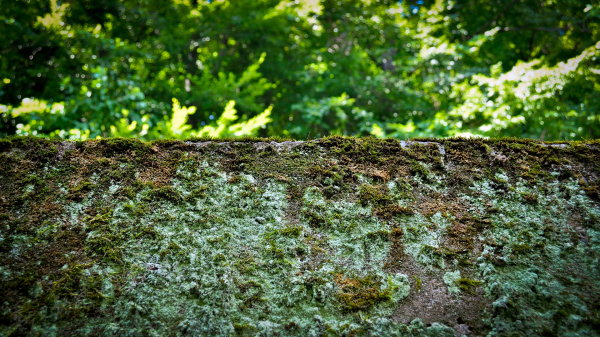 Dew,Leaf,Grass,Lake,Forest,Moss,Pine needles,Lavender,Flower,Daisy