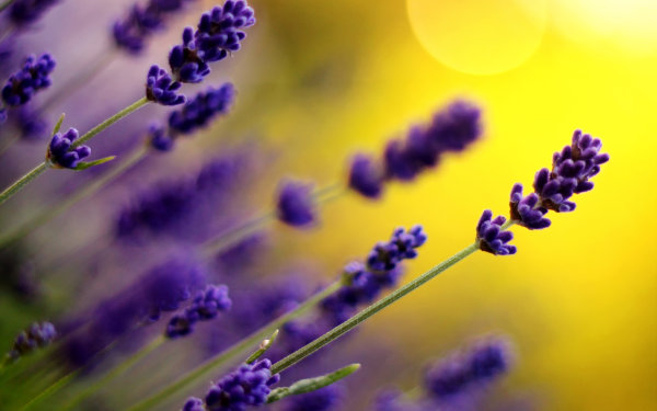 Dew,Leaf,Grass,Lake,Forest,Moss,Pine needles,Lavender,Flower,Daisy