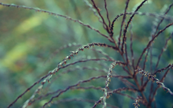 Dew,Leaf,Grass,Lake,Forest,Moss,Pine needles,Lavender,Flower,Daisy