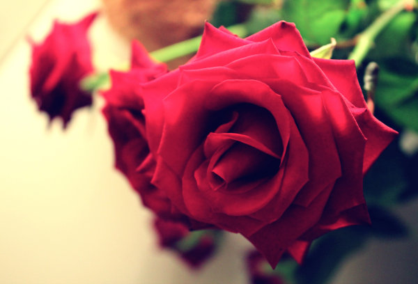 Dew,Leaf,Grass,Lake,Forest,Moss,Pine needles,Lavender,Flower,Daisy