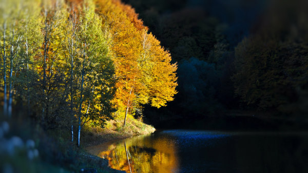 Dew,Leaf,Grass,Lake,Forest,Moss,Pine needles,Lavender,Flower,Daisy