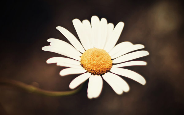 Dew,Leaf,Grass,Lake,Forest,Moss,Pine needles,Lavender,Flower,Daisy