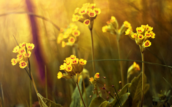 Dew,Leaf,Grass,Lake,Forest,Moss,Pine needles,Lavender,Flower,Daisy