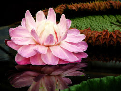 Glare wallpapers album   32P