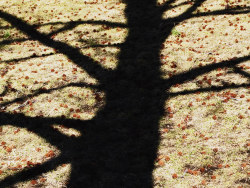 Fancy&nbsp;Line&nbsp;NO.2