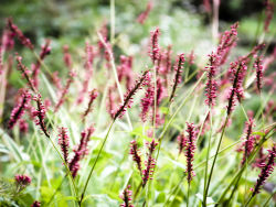 Patagonia Nature wallpaper series for Vista