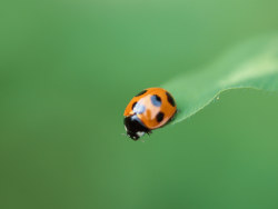 Green series Nature story