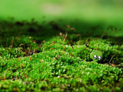 Ecological landscape plants wallpaper album(2)