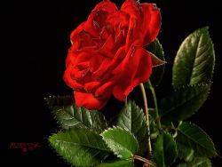 Flower Fruit Plant cool wallpaper series