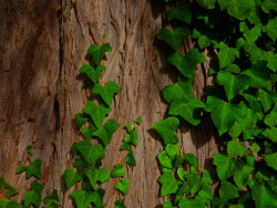 Featured Landscape wallpaper 13P