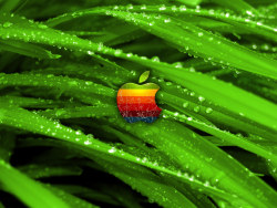 Apple Wallpaper 2