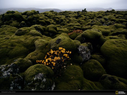 National Geographic magazine Wallpaper second quarter (landscape)