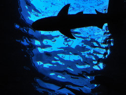 Selected series iphone wallpaper