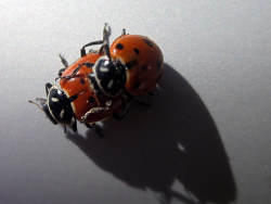 17 animal theme iPad wallpaper