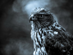 Great critical eye-foreign HD quality HD wallpaper of [18 P] < 1680 x1050 wide >