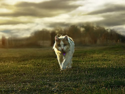 Maverick de living at home [wallpaper]