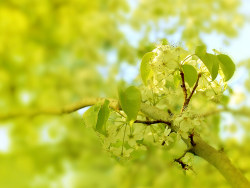 Spring in the long tone [wallpaper]