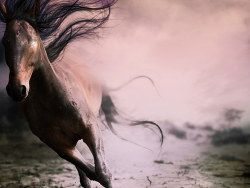 Who are the glory of the Creator [wallpaper]