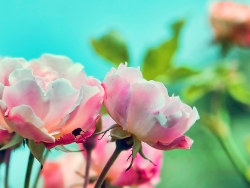 Live Flesh [wallpaper]