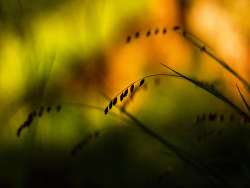 Landscope and plant in summer wallpaper