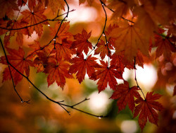 Natural Landscape wallpaper