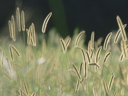 Apple latest hd wallpaper