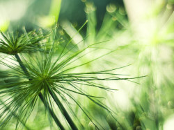 Summer Natural landscape